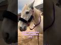 I Didn’t Realise This Was Co-Operative Care (No Force, No Restraint) #equestrianjourney #horsecare