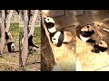Xiao Qi Ji Panda Yoga In The Teepee🠸🏠‍в пёЏ Mei Xiang QiJi Looked For Biscuits рџЌЄрџЌЄрџђјрџђјрџЊірџЊірџ Ўрџ 11 25 2021 Xiao Qi Ji Panda Yoga In The Teepee🠸🏠‍в пёЏ Mei Xiang QiJi Looked For Biscuits рџЌЄрџЌЄрџђјрџђјрџЊірџЊірџ Ўрџ 11 25 2021