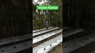 Telaten Nandur klowakklawuk