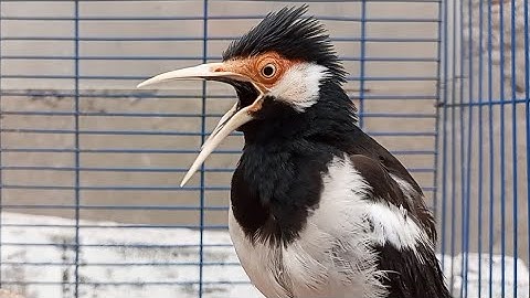 Pancingan Jalak Suren Gacor Mompa Full Variasi - Masteran Suara Burung Jalak Gacor Full Isian Mewah