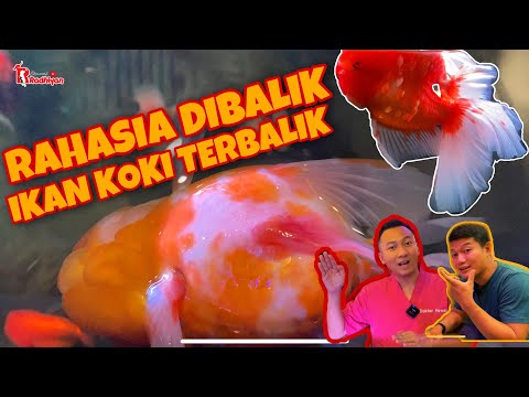 Video: Swim Bladder Disorder: Bagaimana Mengenalinya jika Ikan Peliharaan Terapung Anda Mati