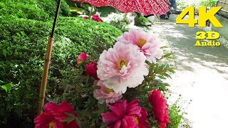 TOKYO.| 上野公園 ぼたん祭.| The Peony Garden at  Ueno Park 2018.[ 4K ]