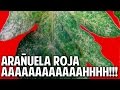 Arañuela Roja - Unico método de control Probado, Organico y Económico @cosasdeljardin