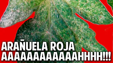 ¿Cómo prevenir la araña roja en las plantas?