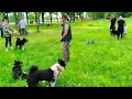 Выставка собак/МУХА и ШМЕЛЬ оценка ОЧ.ХОР.