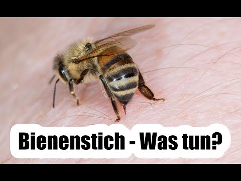 Video: Sollen Bienenstiche jucken?