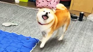 圧倒的なスピードで飼い主を抜き去り、勝利の煽り顔で近づいてくる柴犬