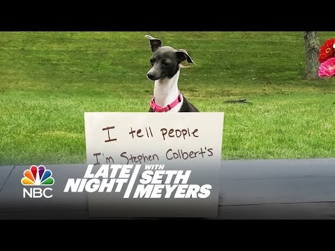 Video: De 5 typer menneskene du møter på hundeparken