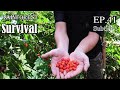 Thử Thách Sinh Tồn Trong Rừng Mưa Một Mình -EP.41 |Survival Alone In The Rainforest