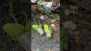 Download Lagu Nemu Anggrek Bulan Di Kebun #anggrekbulan #orchid #garden #shorts MP3 Download Lagu Nemu Anggrek Bulan Di Kebun #anggrekbulan #orchid #garden #shorts MP3