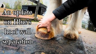 A brief update on Blues hoof wall separation / Equestrian VLOG