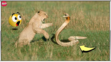 ¿Puede una serpiente vencer a un león?