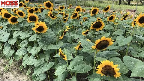 The EASY Way to Plant Rows of SUNFLOWERS! - DayDayNews