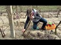 A szőlő metszése 03 - Felmagasodott szőlőtőkék fiatalítása – új törzs nevelése