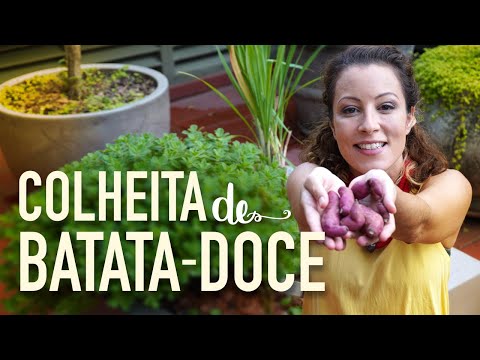 Vídeo: Colheita de batatas: como e quando desenterrar batatas