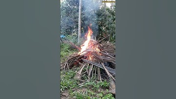 Bakar daun kelapa kering @norsiahhassan5758
