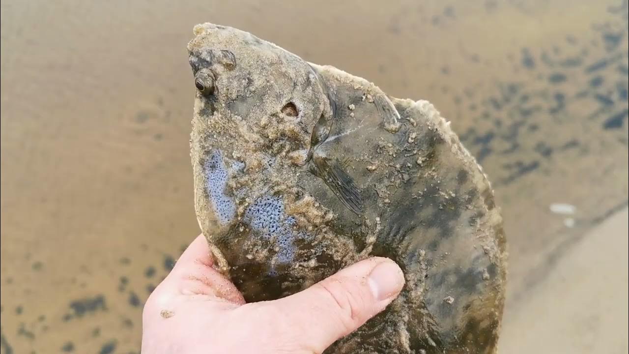 Flounder fishing with circle hooks and dingle dangle rig YouTube