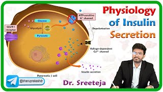 Physiology of Insulin secretion : Endocrine physiology