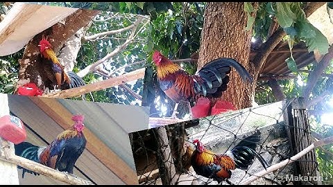 ขายไก่ต่อขันดี muag qaib dib qua zoo