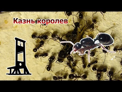 Вопрос: Как убить муравьиную королеву?