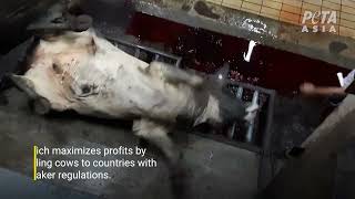 Ongoing: Australian Cows Butchered In Indonesian Slaughterhouses