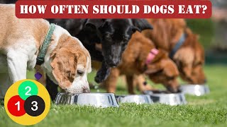 How Many Times A Day Should DOGS EAT? _ Puppies And Adults by For Pet Owners 815 views 3 weeks ago 2 minutes, 30 seconds