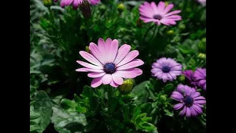 سورة القارعة مكررة بصوت ابراهيم الجبرين