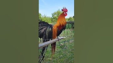 Crow - Bantam Phoenix Qaib Dib Tw Ntev #reels #shorts #chicken #ayam #gallos #poultry #gamefowl