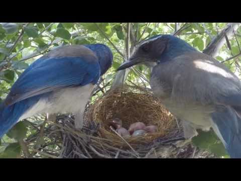Scrub Jay Nest with chicks 20150419 (11 clips) V17630