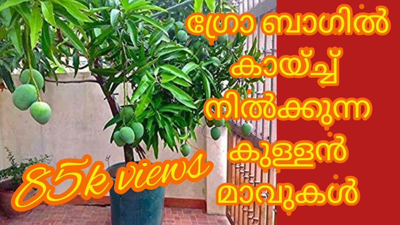 കുള്ളൻ മാവുകളുടെ പിന്നെലെ രഹസ്യം