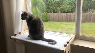 AMOSIJOY Cat Sill Window Perch Sturdy Cat Hammock Window Seat Review