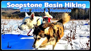 (#진도개와미국산행) Soapstone Basin Hiking with #KoreanDog #JINDO(Korean Dog) &amp; #Malamute