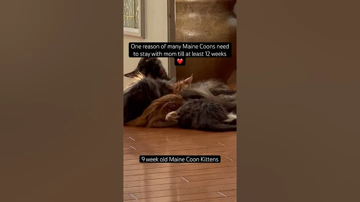 Video 11630921: maine coon kitten, mainecoonkitten cat, maine coon growing, breed