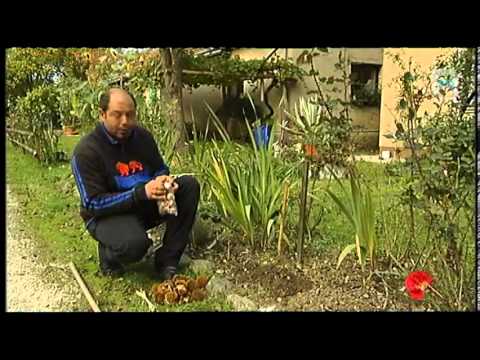 Video: Zakaj Na Vrtu Ne Cvetijo Potonike?