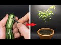 Growing jalapeno time lapse  seed to fruit in 126 days