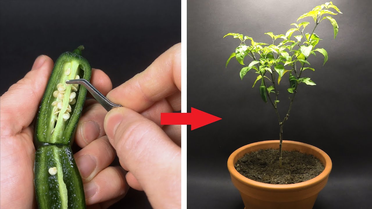 ⁣Growing Jalapeno Time Lapse - Seed to Fruit in 126 Days