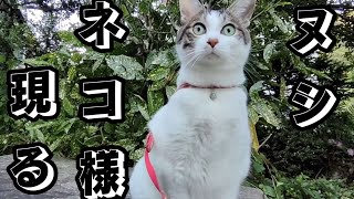 【もののけ猫】〜うしくんせっ記〜　ヌシネコ様は現れるのか!?