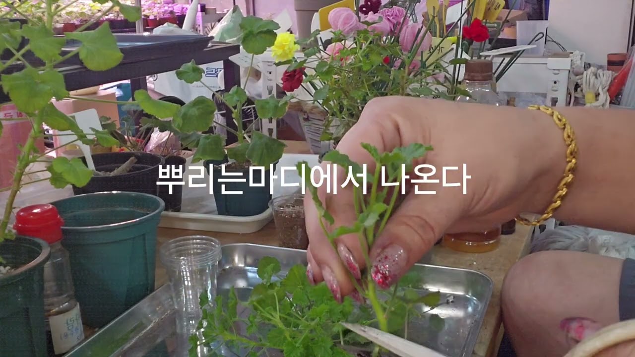 리갈 제라늄삽목편 ~~보이시나요!!??