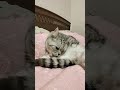 Где кинжал юмор анекдот смех сатира Cat видосыоткота веселыекоты кот смешно котики кошка Где кинжал юмор анекдот смех сатира Cat видосыоткота веселыекоты кот смешно котики кошка