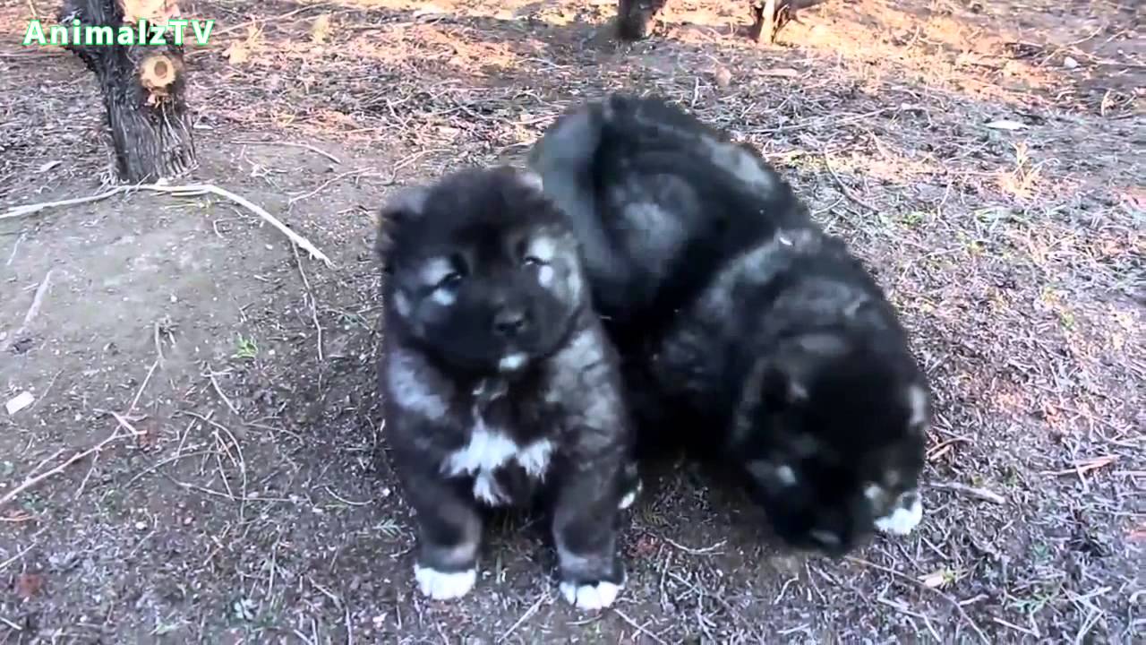 blue caucasian shepherd