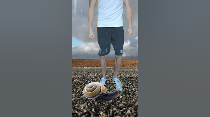Les Escargots les Jours de Pluie