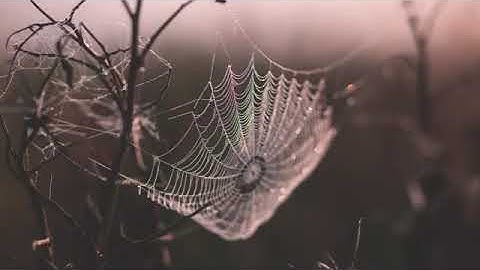 Surat Al Ankabut - Tarek Muhamed -  سورة العنكبوت - طارق محمد