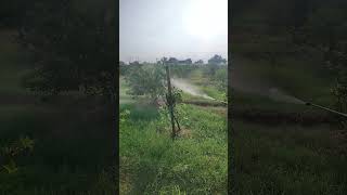 JADAM SULPHUR advance का स्प्रे #lemon