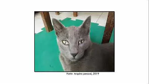 O que pode ser uma pele branca no olho do gato?