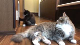 冒険して成長する猫 ノルウェージャンフォレストキャット Adventure and growing cat
