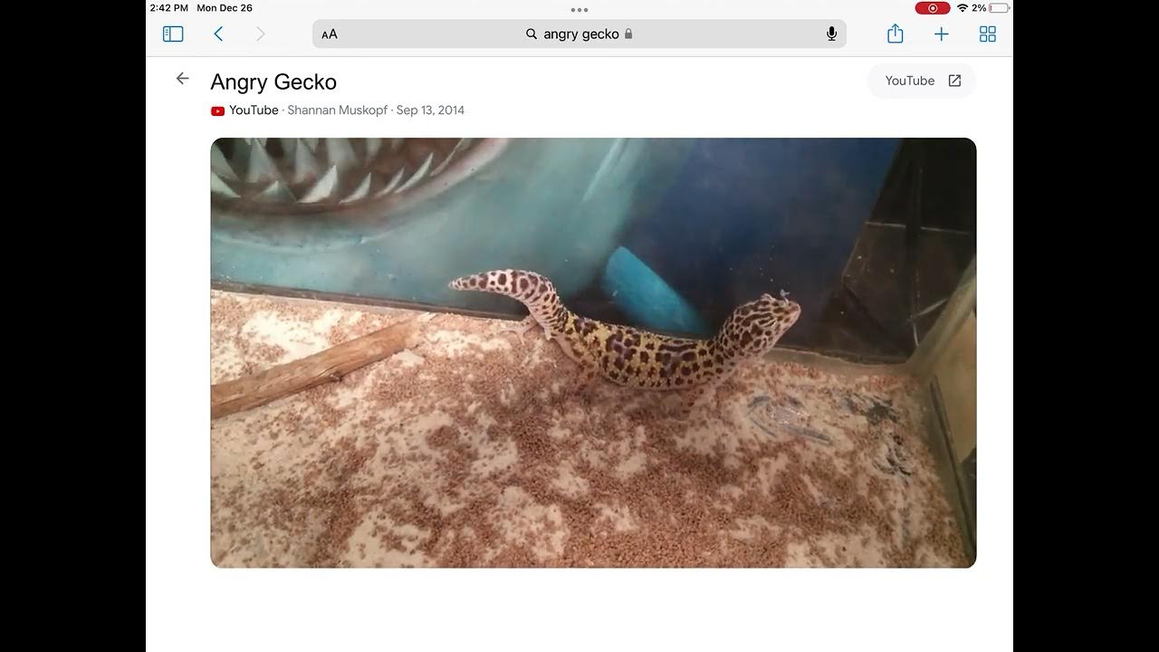 This gecko is literally abused 💀 someone call reptiles serivces YouTube