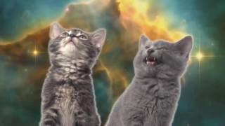 Singing Kittens- Video Premiere. Премьера клипа- Котята 2016