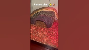 NEW LEMON BLAST BALL PYTHON in new ENCLOSURE #shorts #new #ballpython #wow #dope #cool #viral🍋💥😎