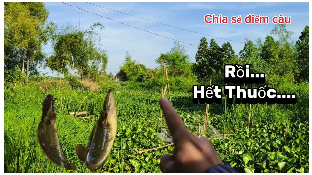 Chia sẻ điểm câu/Hết Thuốc con kênh trê vàng cả đống đúng là hết thuốc...