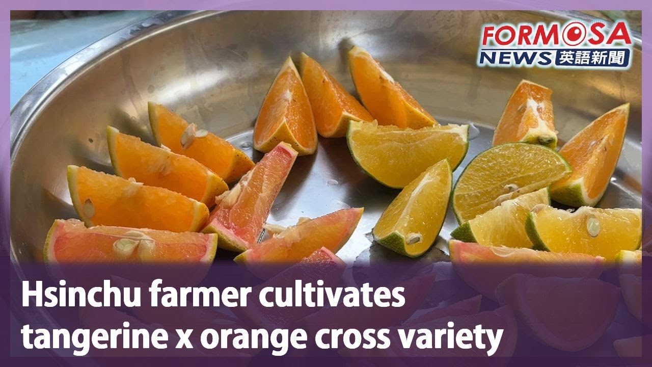 Hsinchu farmer cultivates tangerine x orange cross variety｜Taiwan